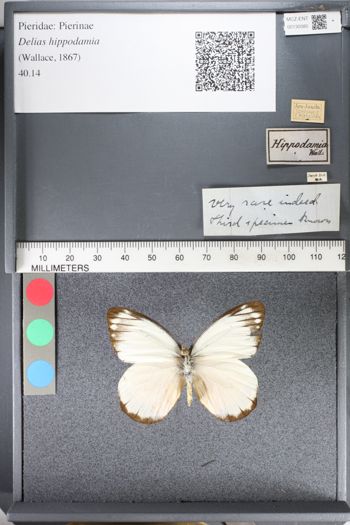 Media type: image;   Entomology 130085